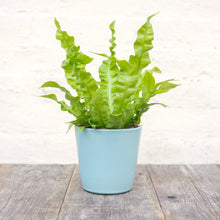 Load image into Gallery viewer, Asplenium &#39;Crispy Wave&#39; - Pleated Bird&#39;s Nest Fern
