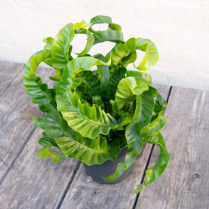Large Asplenium 'Hurricane' - Bird's Nest Fern