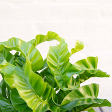Load image into Gallery viewer, Large Asplenium &#39;Hurricane&#39; - Bird&#39;s Nest Fern
