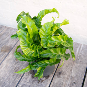 Large Asplenium 'Hurricane' - Bird's Nest Fern