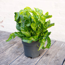 Load image into Gallery viewer, Large Asplenium &#39;Hurricane&#39; - Bird&#39;s Nest Fern
