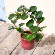 Load image into Gallery viewer, Hoya Australis Hoop Trellis
