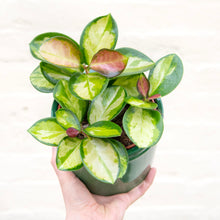 Load image into Gallery viewer, Hoya Australis Lisa
