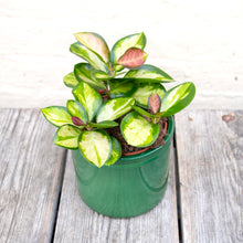 Load image into Gallery viewer, Hoya Australis Lisa
