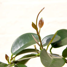 Load image into Gallery viewer, Hoya Australis Hoop Trellis
