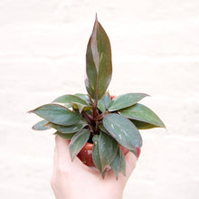 Load image into Gallery viewer, Philodendron &#39;Pink Princess&#39;
