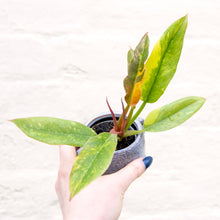 Load image into Gallery viewer, Philodendron 'Ring of Fire'
