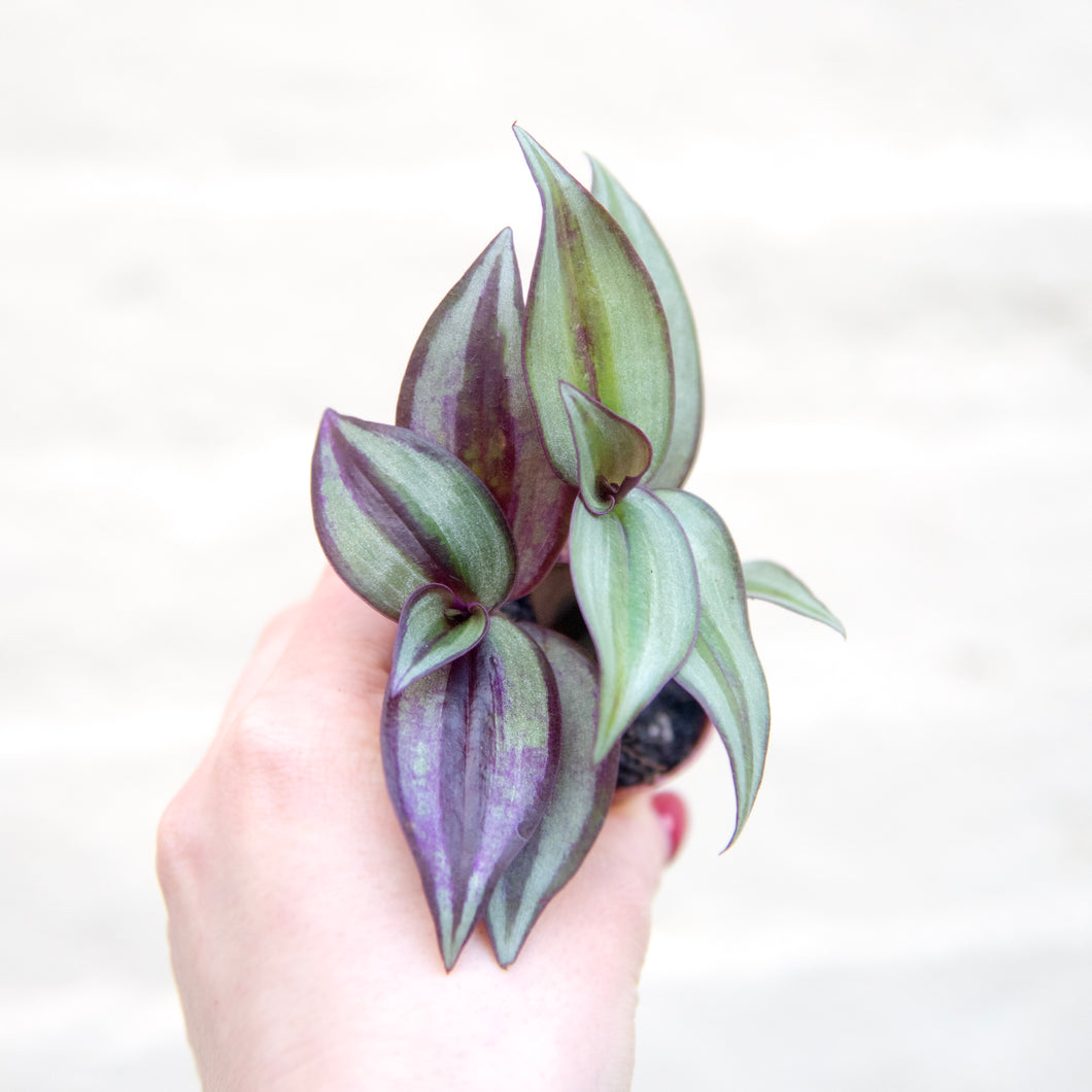 Tradescantia Zebrina 'Silver Inch Plant'