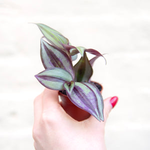 Tradescantia Zebrina 'Silver Inch Plant'