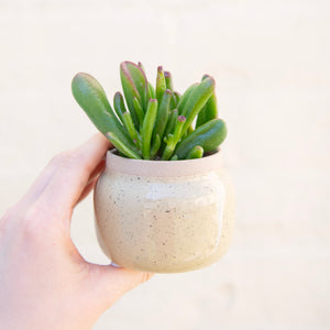 ✨ May Plant & Pot Of The Month ✨
