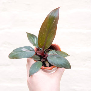 Philodendron 'Pink Princess'