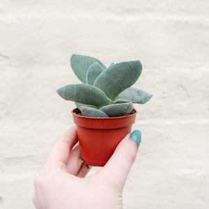 Crassula Falcata 'Propeller Plant'