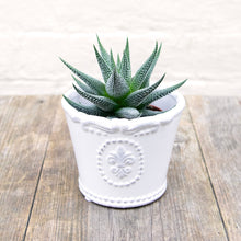 Load image into Gallery viewer, Haworthia Fasciata 'Big Band' (2 sizes)
