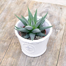Load image into Gallery viewer, Haworthia Fasciata 'Big Band' (2 sizes)
