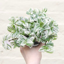 Load image into Gallery viewer, Tradescantia Brightness &#39;Silver Inch Plant&#39;
