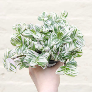 Tradescantia Brightness 'Silver Inch Plant'