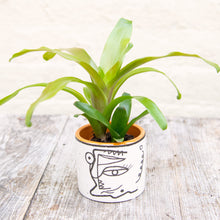 Load image into Gallery viewer, Vriesea &#39;El Dorado&#39; (Baby Bromeliad)
