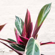 Load image into Gallery viewer, Calathea Sanguine 'Triostar'
