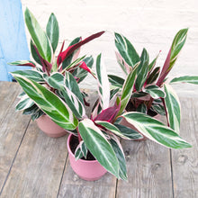 Load image into Gallery viewer, Calathea Sanguine 'Triostar'
