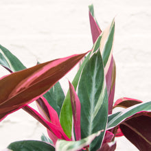 Load image into Gallery viewer, Calathea Sanguine 'Triostar'
