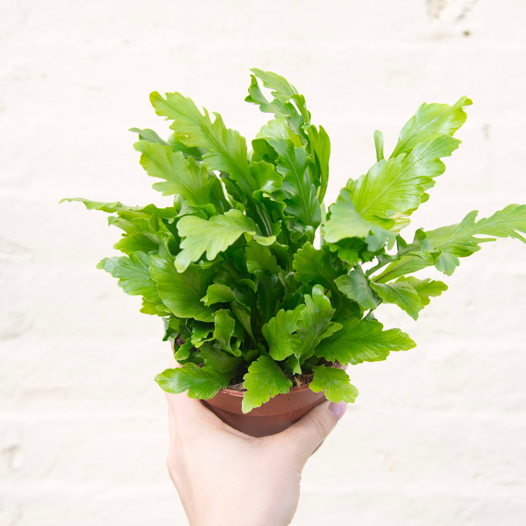Asplenium Nidus 'Campio' - Bird's Nest Fern