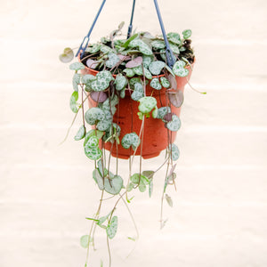 Ceropegia Woodii 'String Of Hearts' Hanging Pot