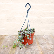 Load image into Gallery viewer, Ceropegia Woodii &#39;String Of Hearts&#39; Hanging Pot
