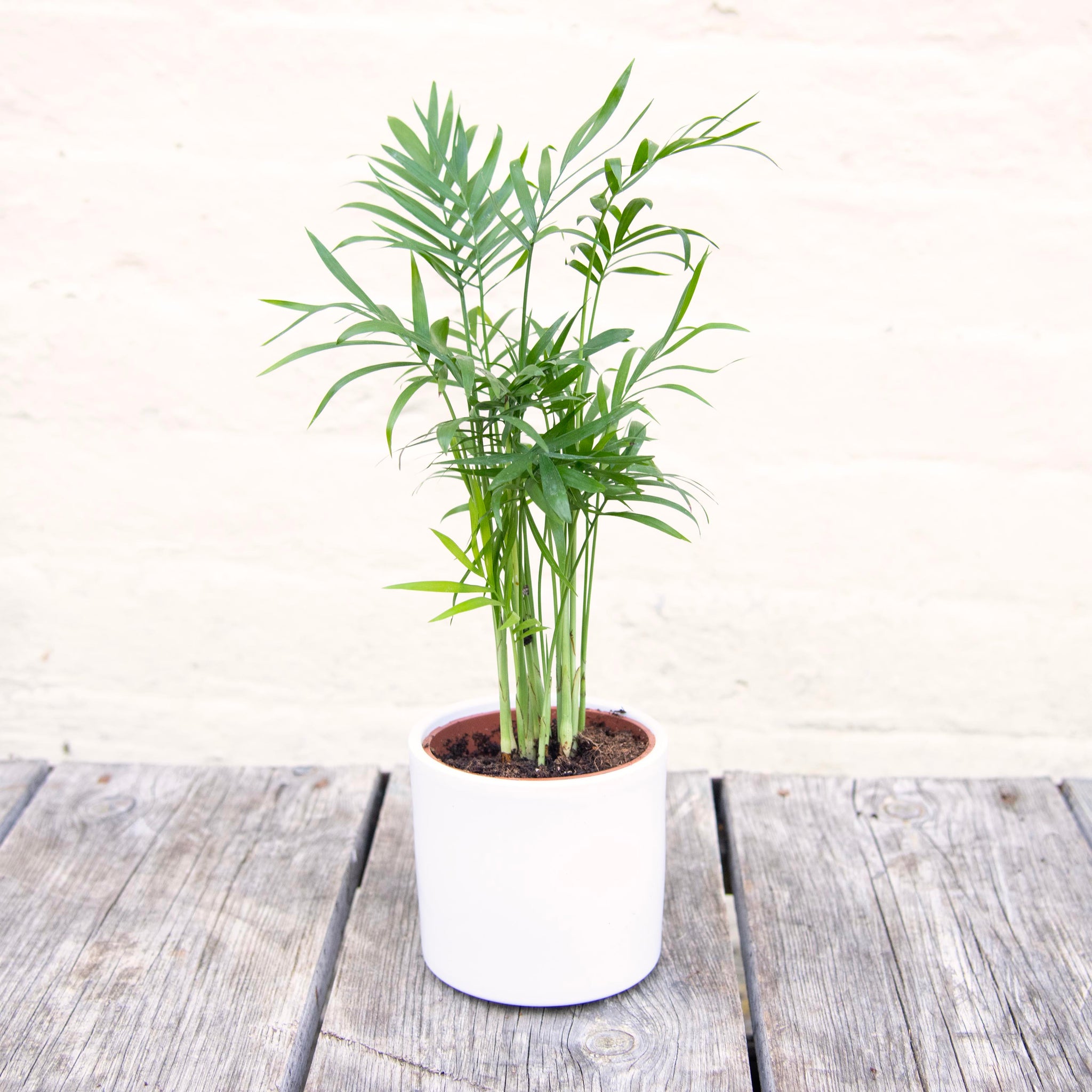 parlor palm uk Chamaedorea Elegans 'Parlour Palm' – Moose Plant Shop