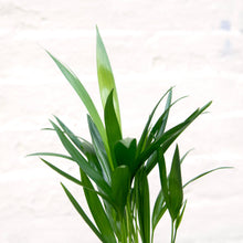 Load image into Gallery viewer, Dypsis Lutescens
