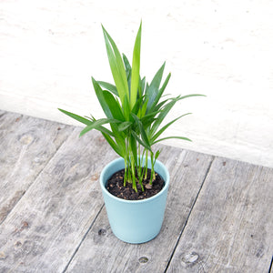 Dypsis Lutescens