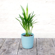 Load image into Gallery viewer, Dypsis Lutescens
