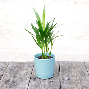 Dypsis Lutescens