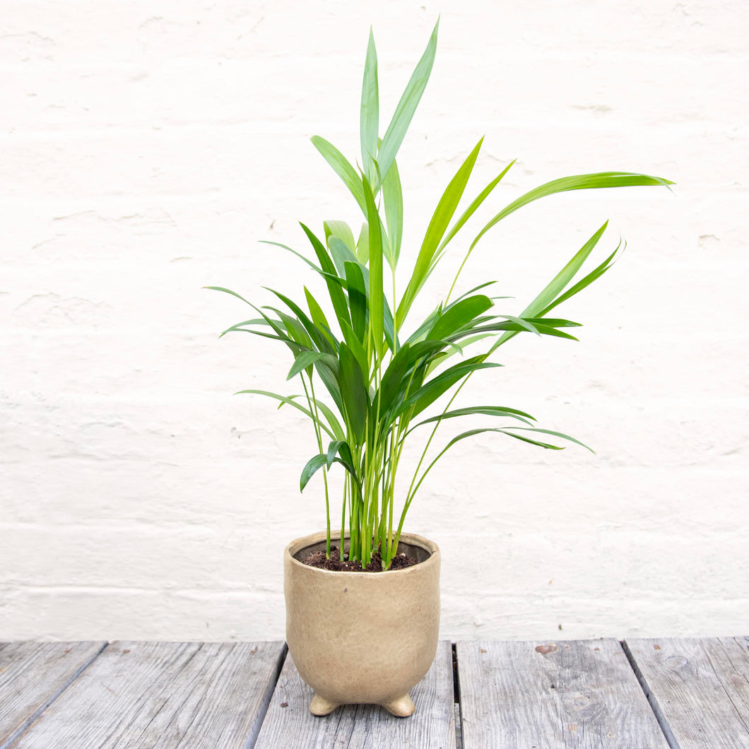 Dypsis Lutescens