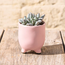 Load image into Gallery viewer, Echeveria x Hookeri
