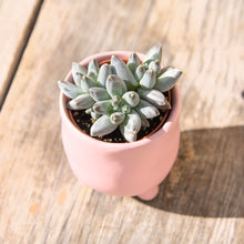 Load image into Gallery viewer, Echeveria x Hookeri
