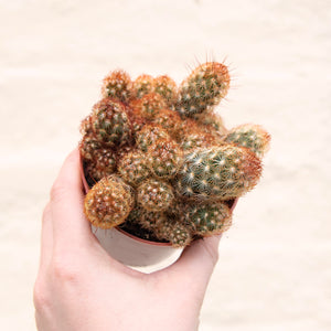 Mammillaria Elongata 'Ladyfinger Cactus'