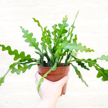 Load image into Gallery viewer, Epiphyllum Anguliger ‘Fishbone Cactus’
