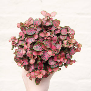 Fittonia Mix 'Nerve Plant' (multiple colour options)