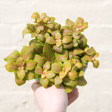 Load image into Gallery viewer, Fittonia &#39;Skeleton Mosaic&#39;
