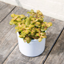 Load image into Gallery viewer, Fittonia &#39;Skeleton Mosaic&#39;
