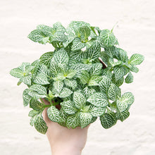 Load image into Gallery viewer, Fittonia Mix &#39;Nerve Plant&#39; (multiple colour options)
