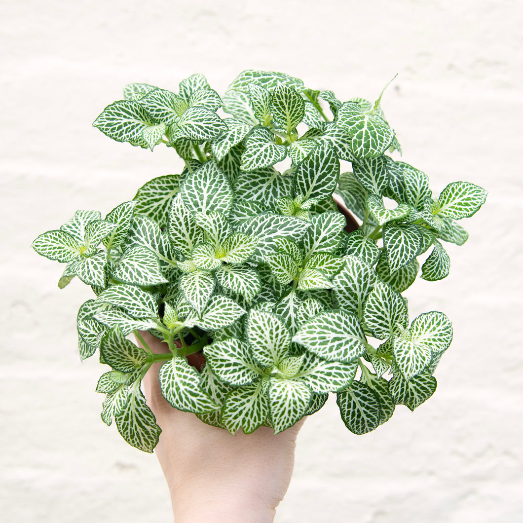 Fittonia Mix 'Nerve Plant' (multiple colour options)