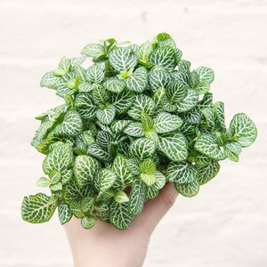 Fittonia Mix 'Nerve Plant' (multiple colour options)