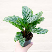 Load image into Gallery viewer, Calathea &#39;Freddie&#39;
