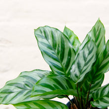 Load image into Gallery viewer, Calathea &#39;Freddie&#39;
