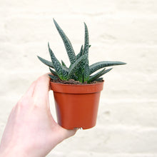 Load image into Gallery viewer, Gasteria Carinata Var. Verrucosa
