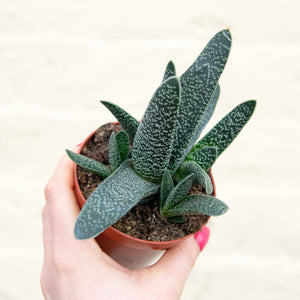 Gasteria Carinata Var. Verrucosa