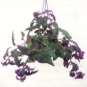Gynura Aurantiaca 'Purple Velvet' (2 sizes)