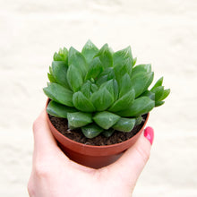 Load image into Gallery viewer, Haworthia Cooperi
