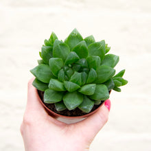 Load image into Gallery viewer, Haworthia Cooperi

